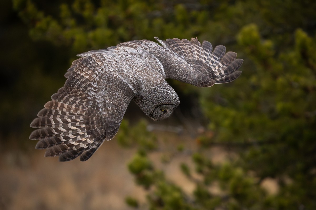 Great Gray Owl - ML645716432