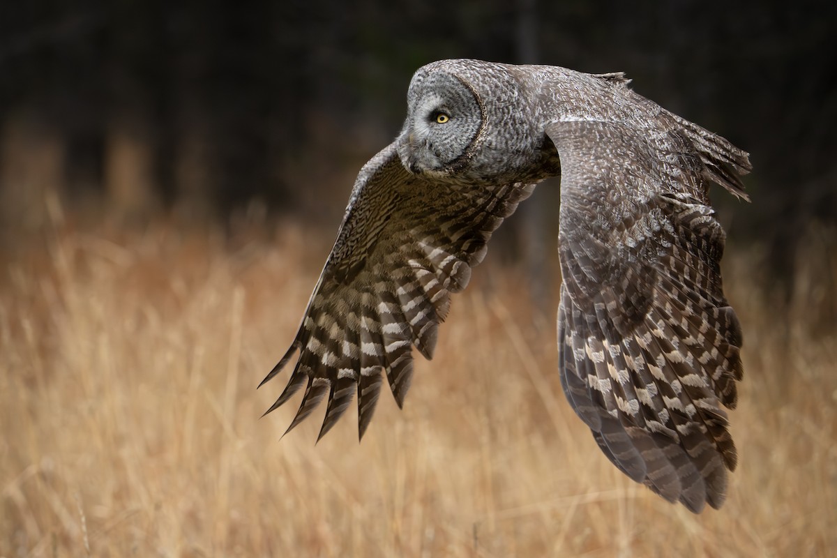 Great Gray Owl - ML645716433
