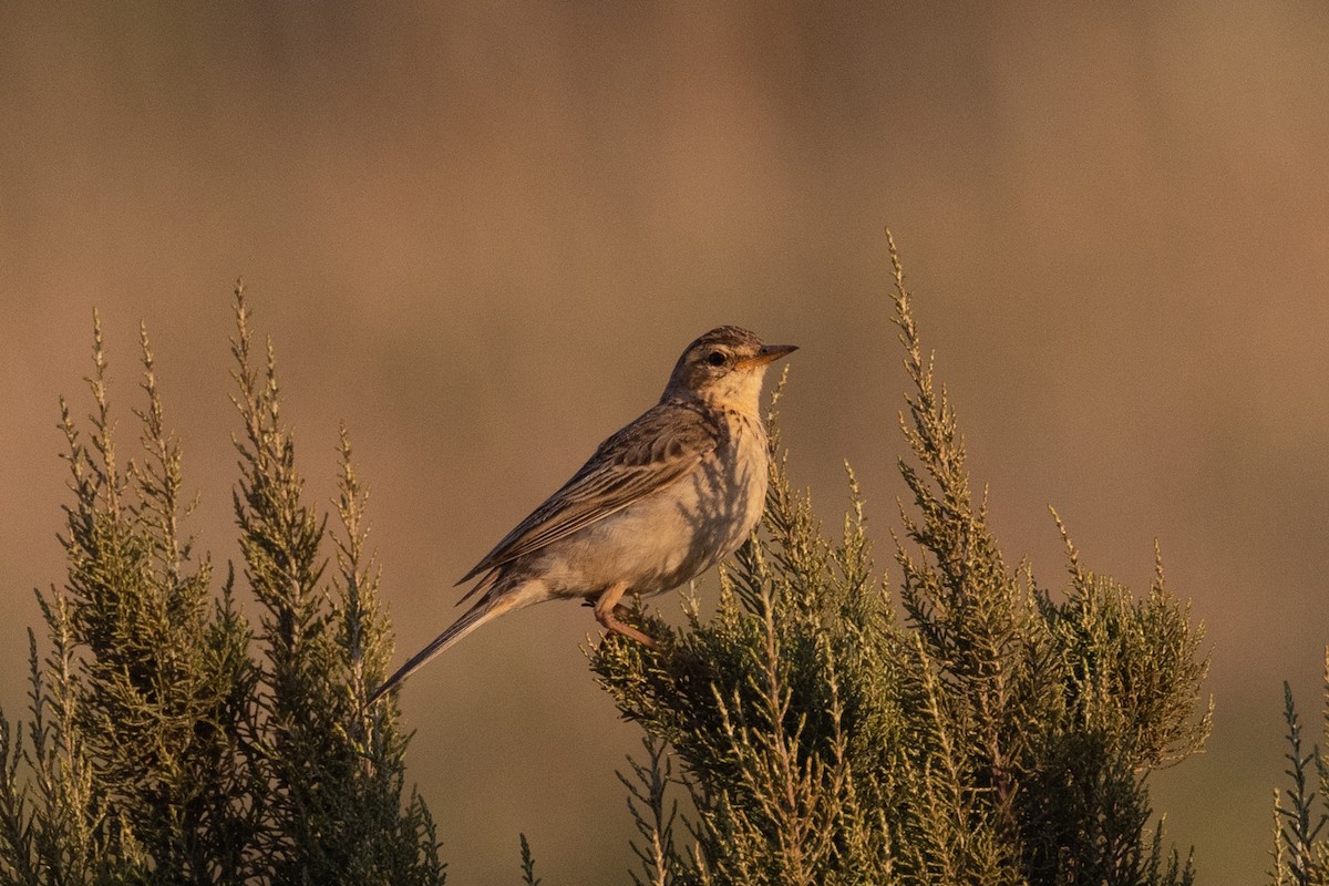 Nicholson's Pipit - ML645716440