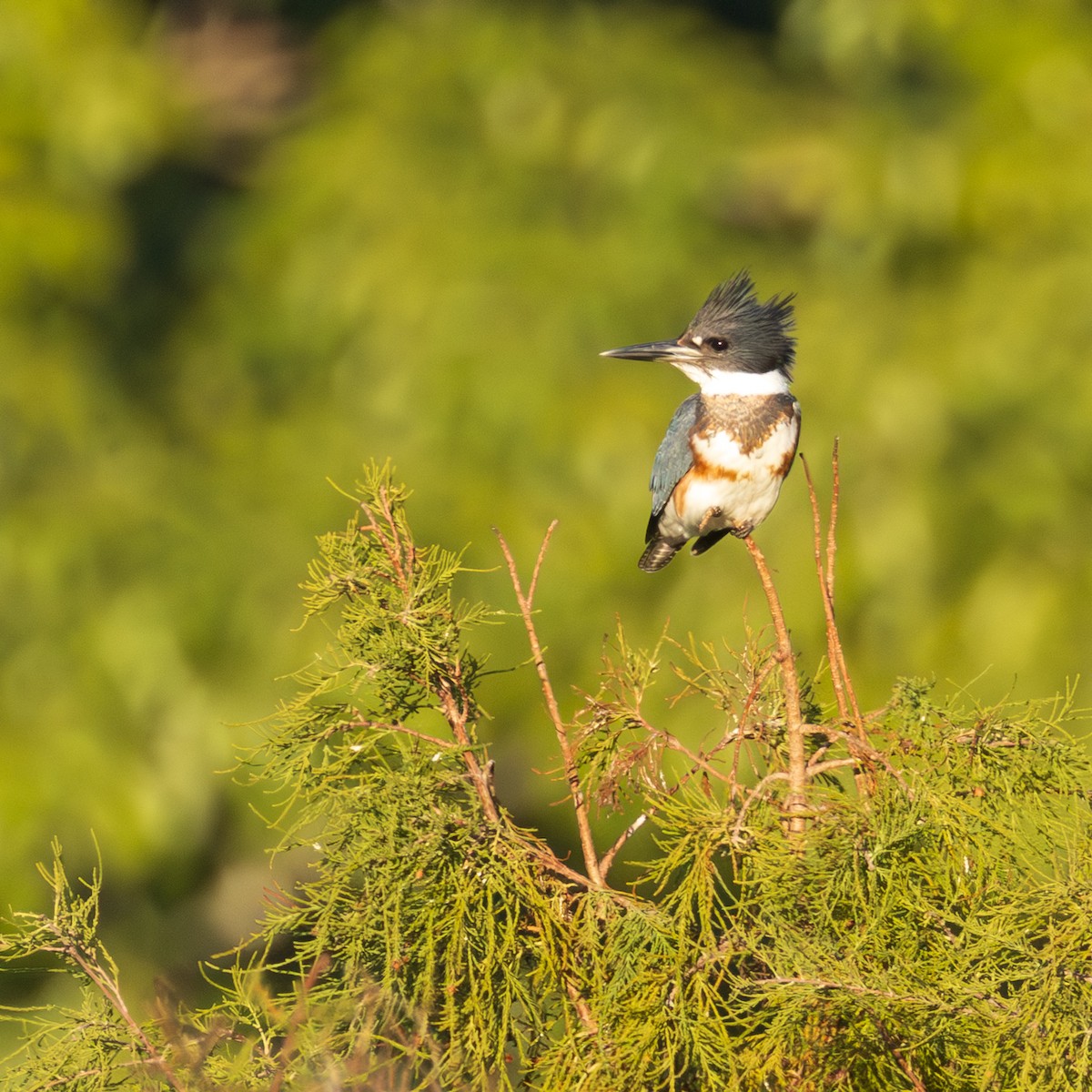 Belted Kingfisher - ML645716443