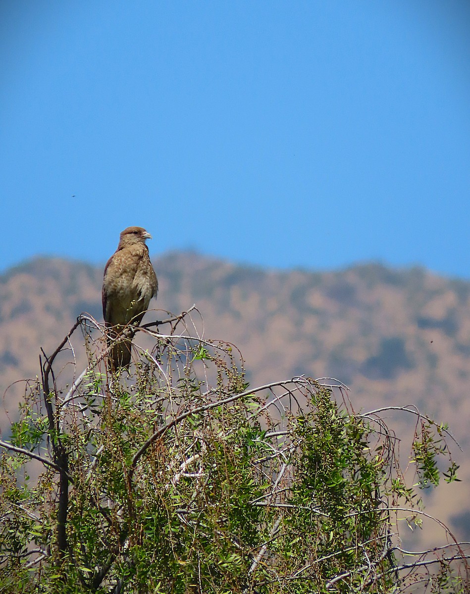 Chimangokarakara - ML645716444