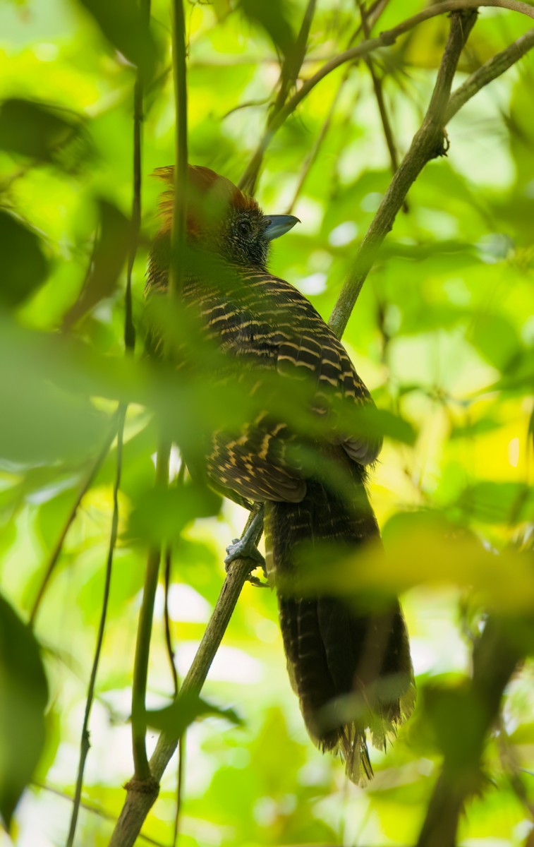 Tufted Antshrike - ML645716447