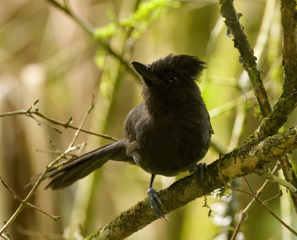 Tufted Antshrike - ML645716448