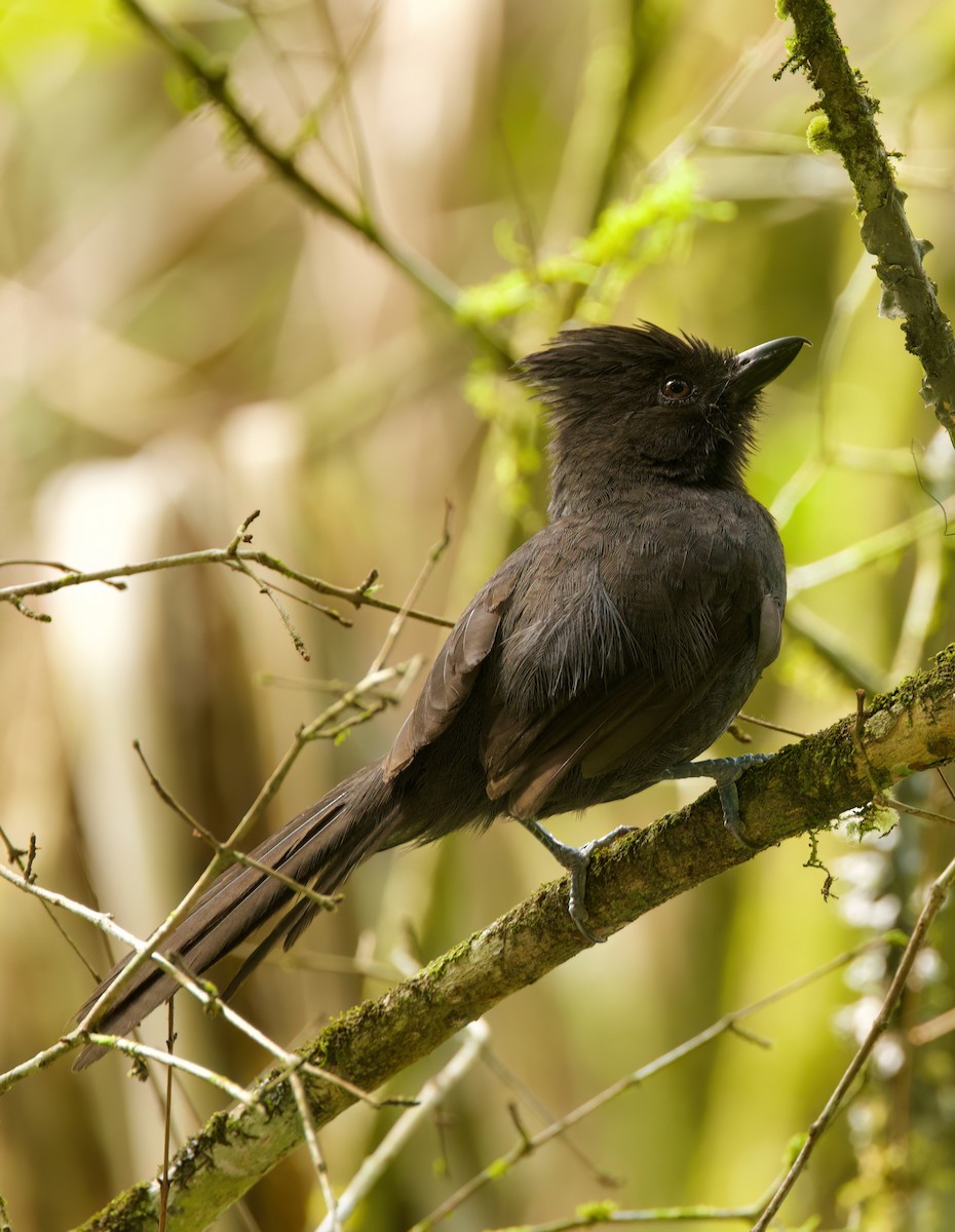 Tufted Antshrike - ML645716449