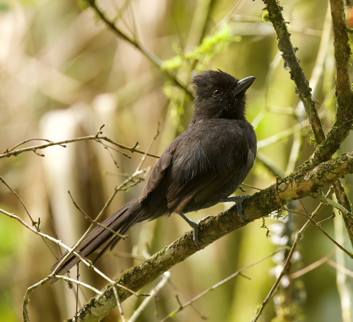 Tufted Antshrike - ML645716450