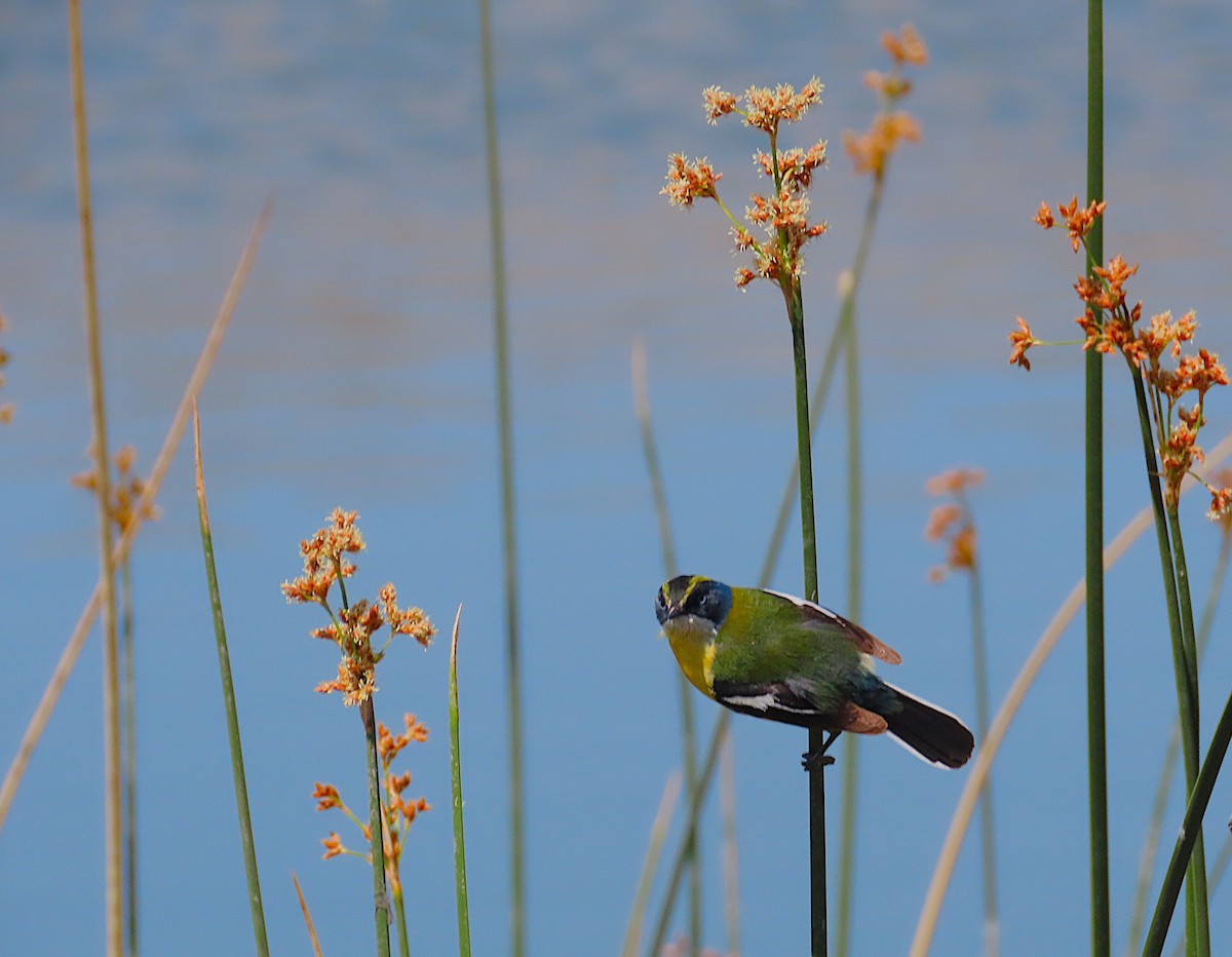 Many-colored Rush Tyrant - ML645716451