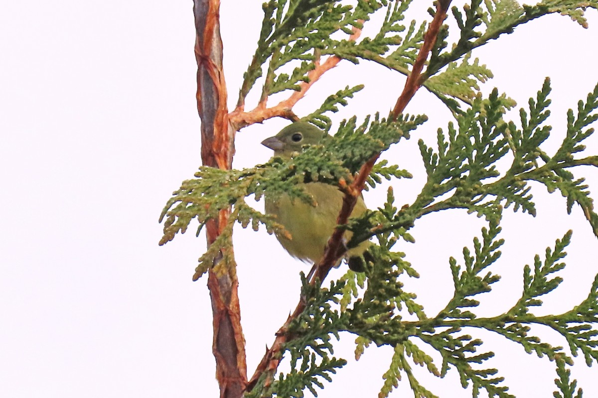 papežík zelenohřbetý - ML645716452