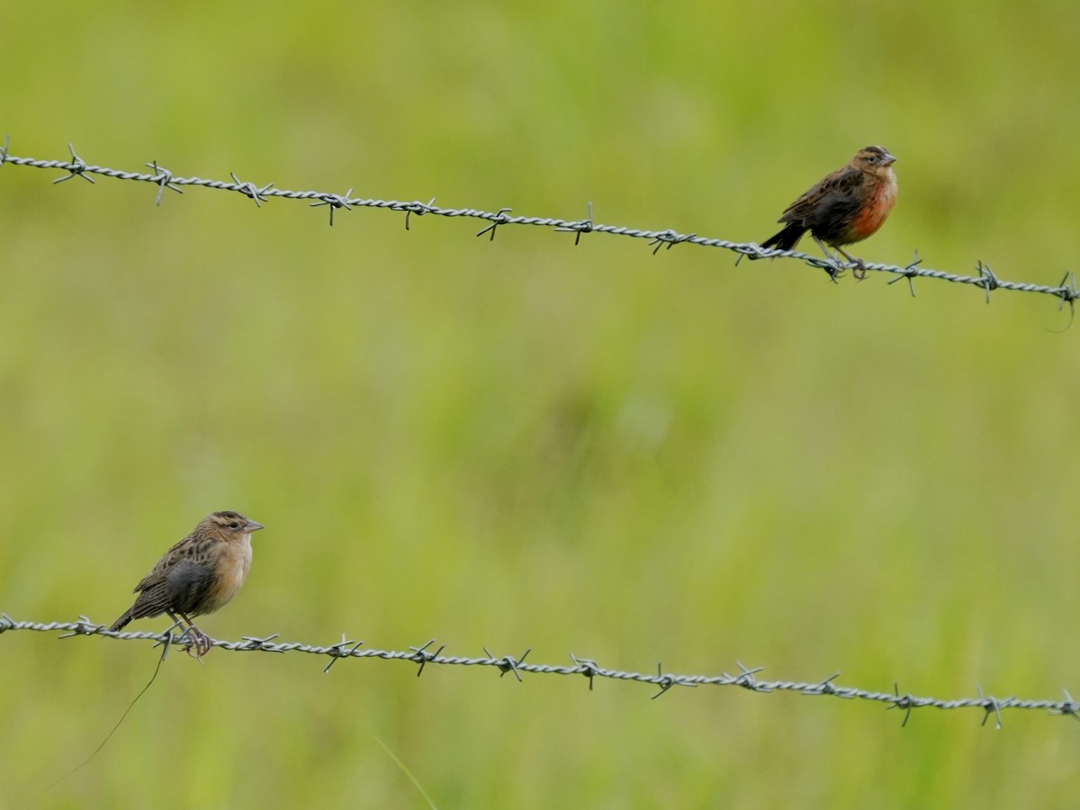Red-breasted Meadowlark - ML645716455