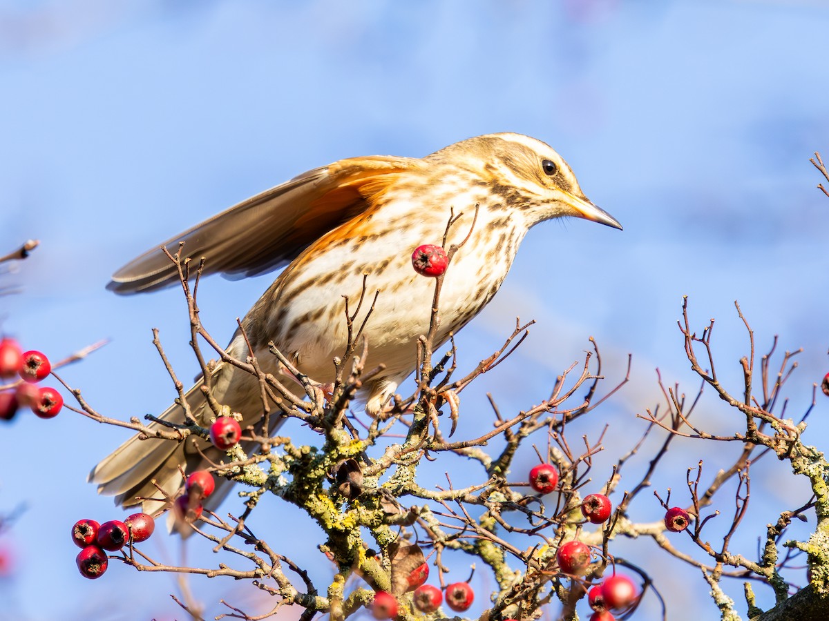 Redwing - ML645716457