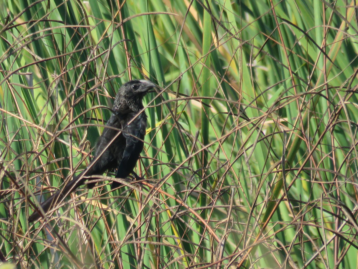 Ані товстодзьобий - ML645716460