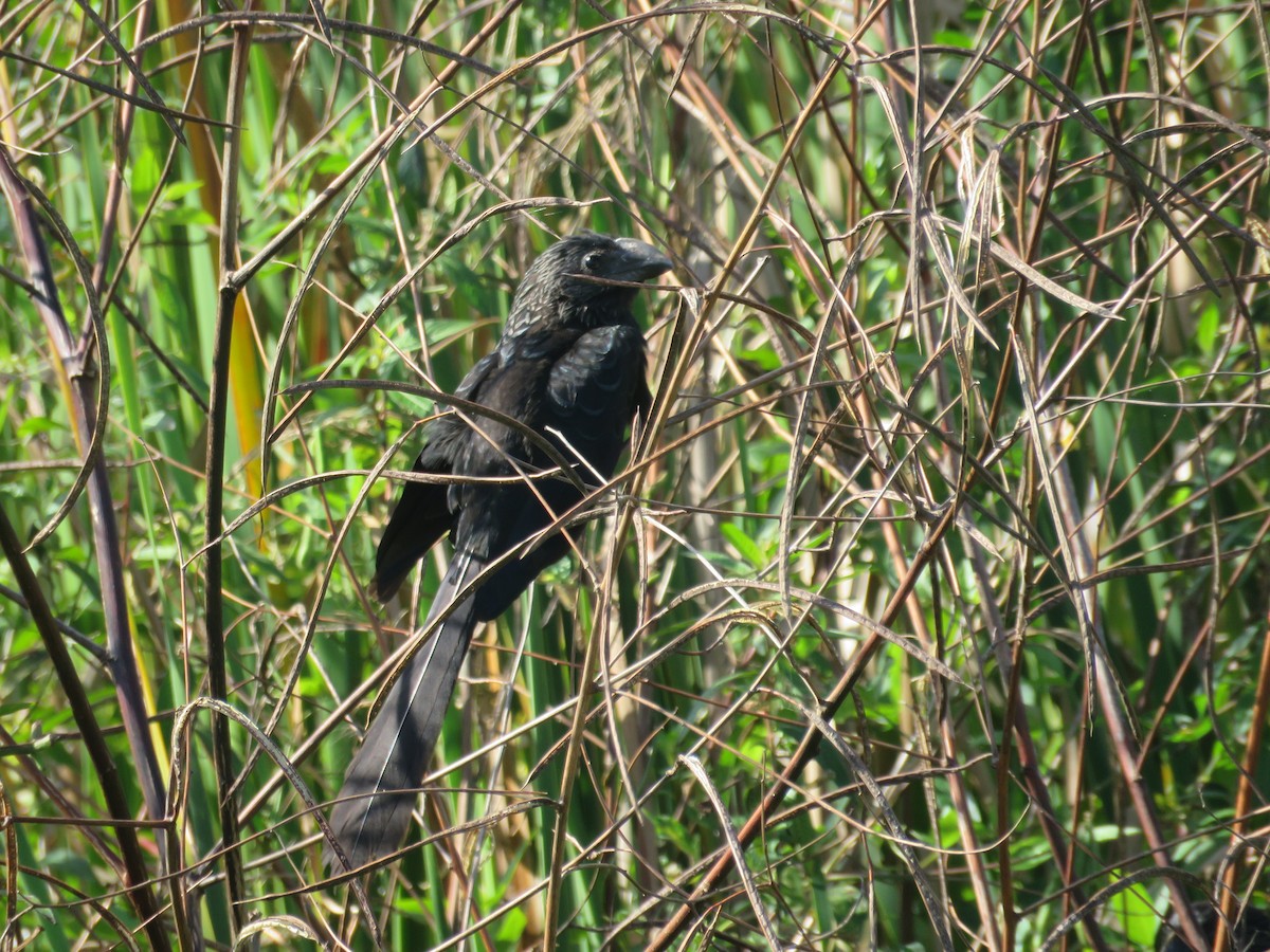 Ані товстодзьобий - ML645716461