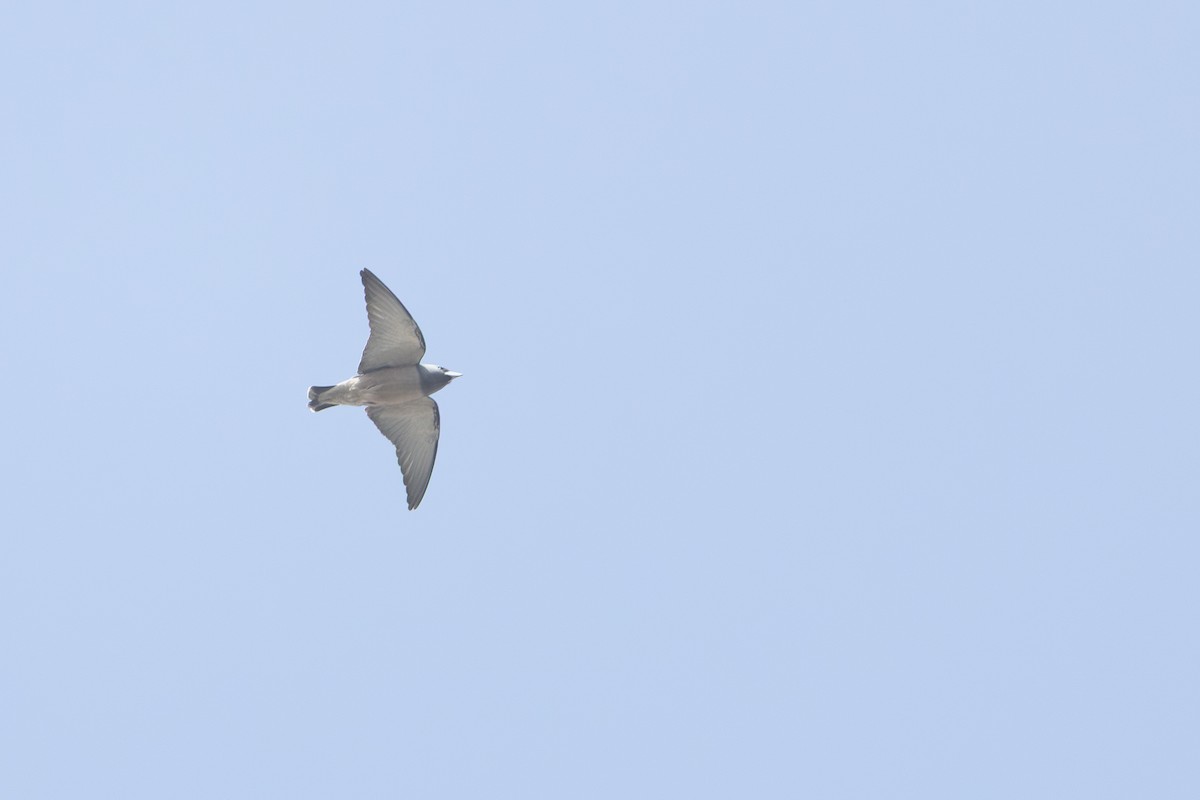 Ashy Woodswallow - ML645716463