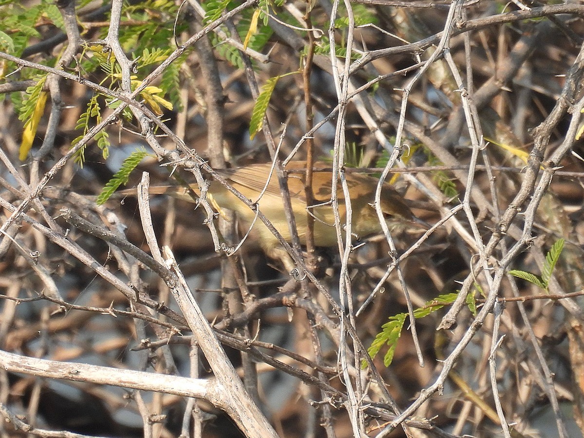 Lezkari zalapartaria - ML645716466