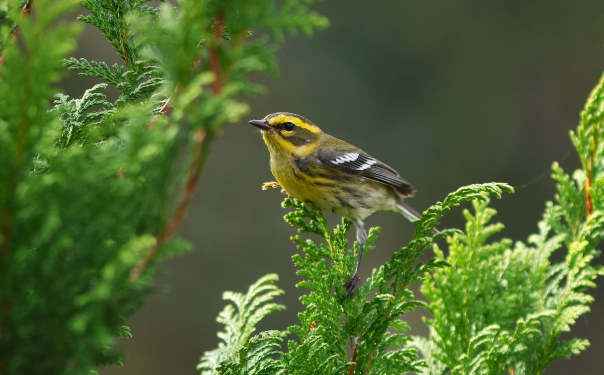 Townsend's Warbler - ML645716471