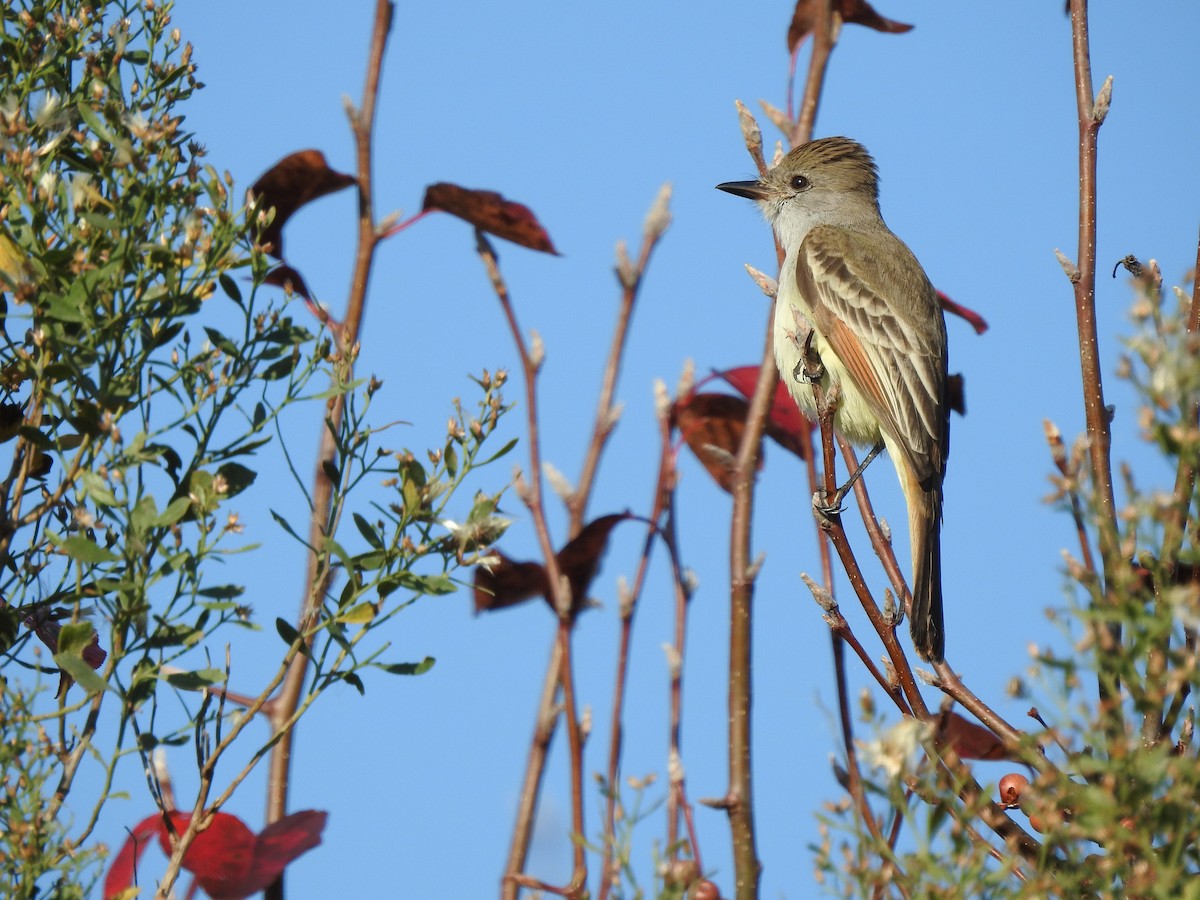 Ash-throated Flycatcher - ML645716493