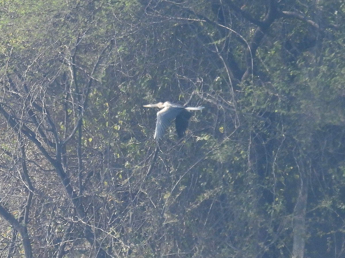 Oriental Darter - ML645716495