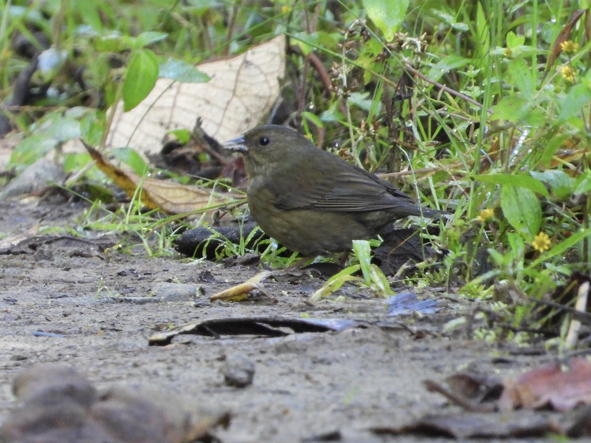 Slaty Finch - ML645716497
