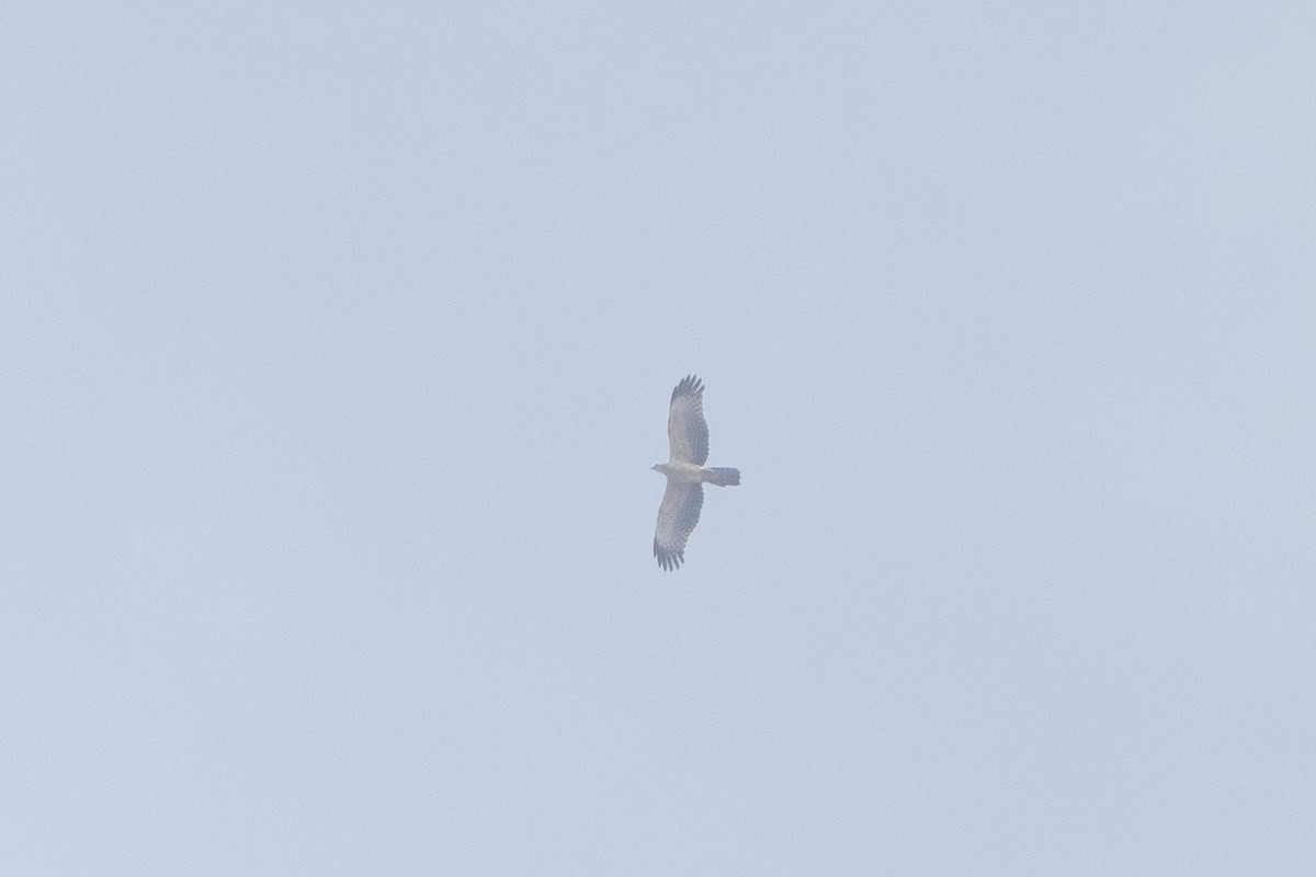 Oriental Honey-buzzard - ML645716498