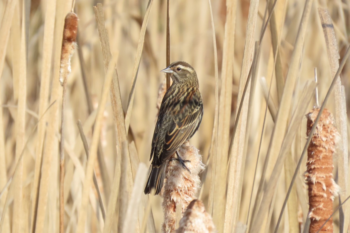 vlhovec červenokřídlý - ML645716513