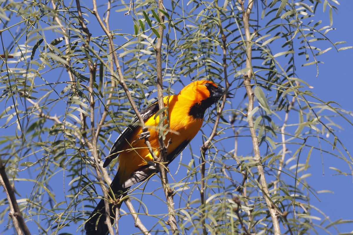 Altamira Oriole - ML645716514
