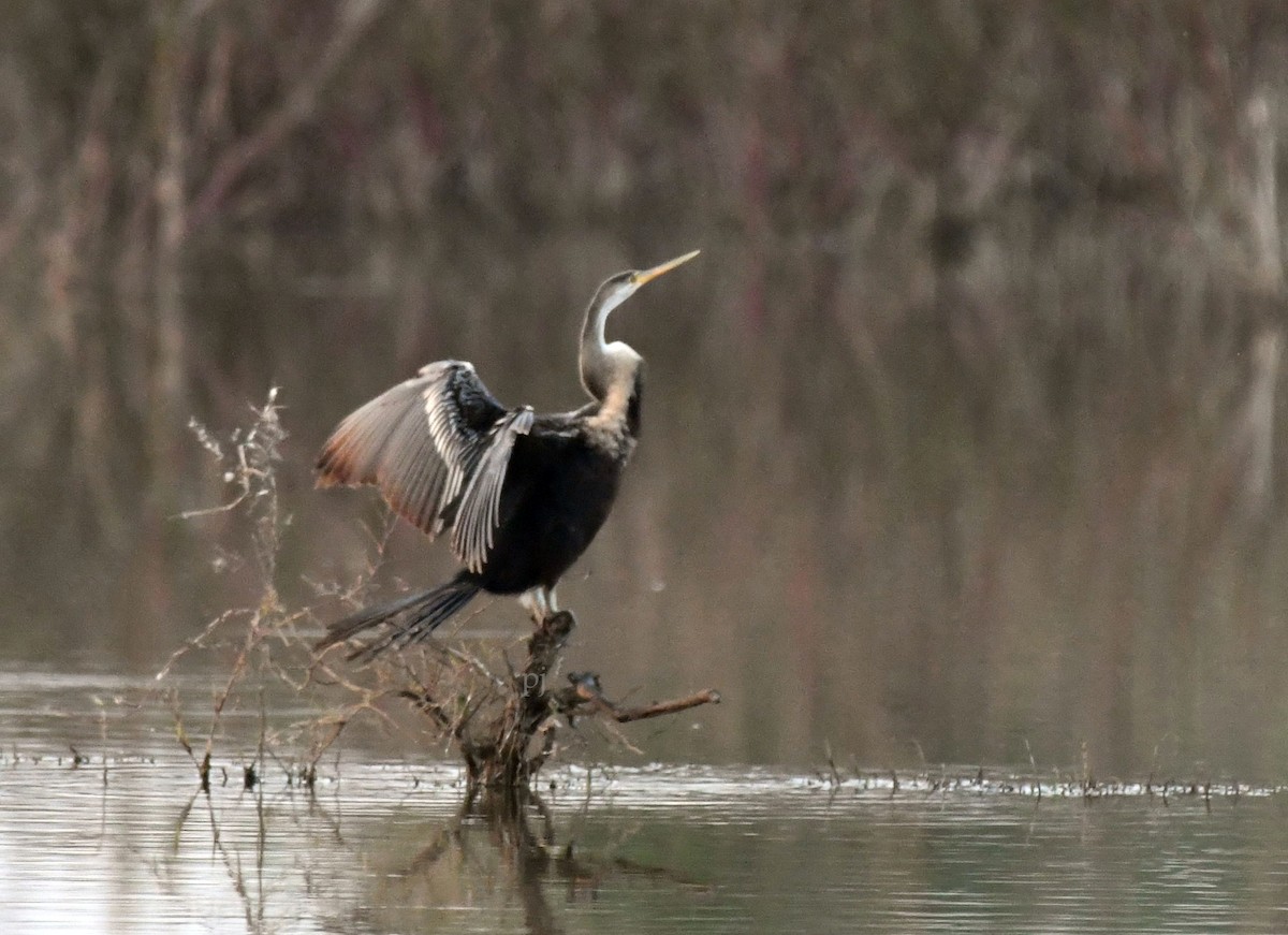 Oriental Darter - ML645716516