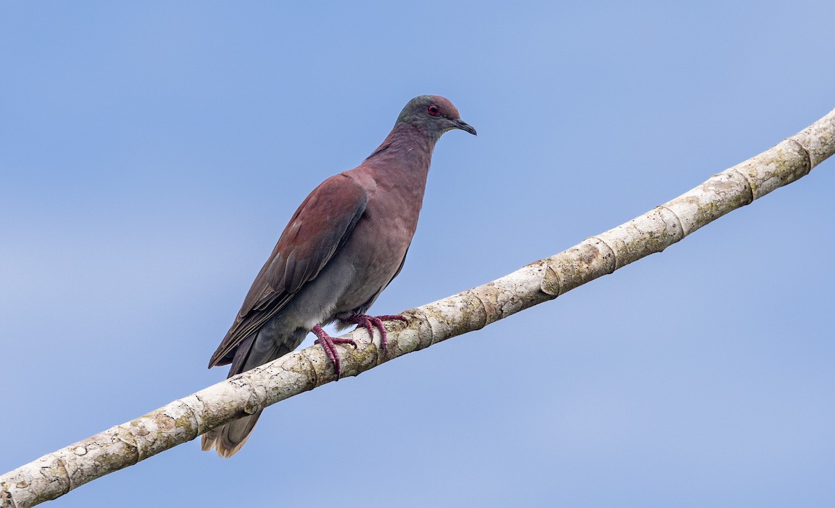 Paloma Colorada - ML645716518