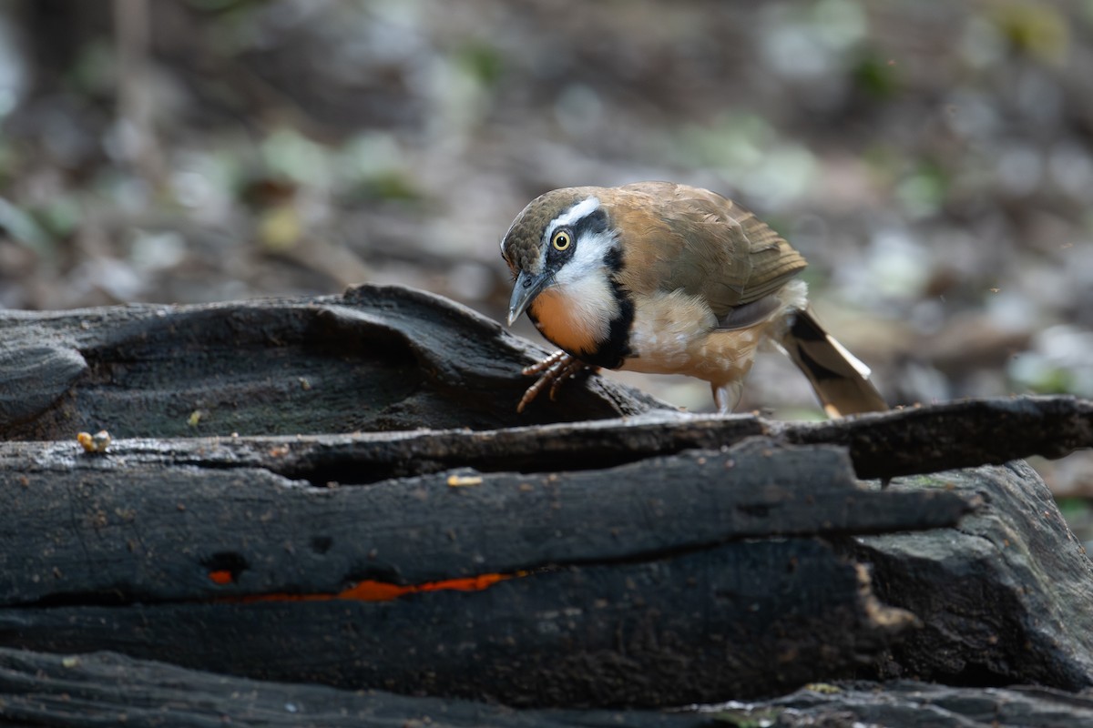 Lesser Necklaced Laughingthrush - ML645716521