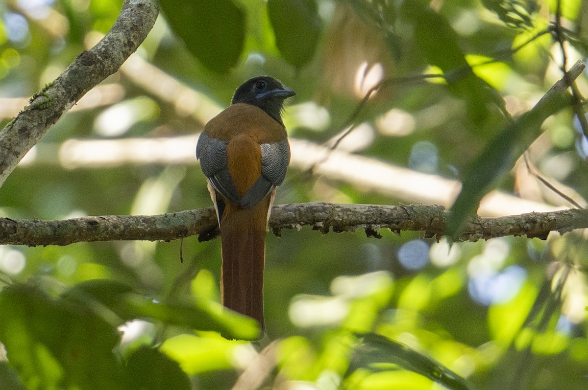 Trogon de Malabar - ML645716525