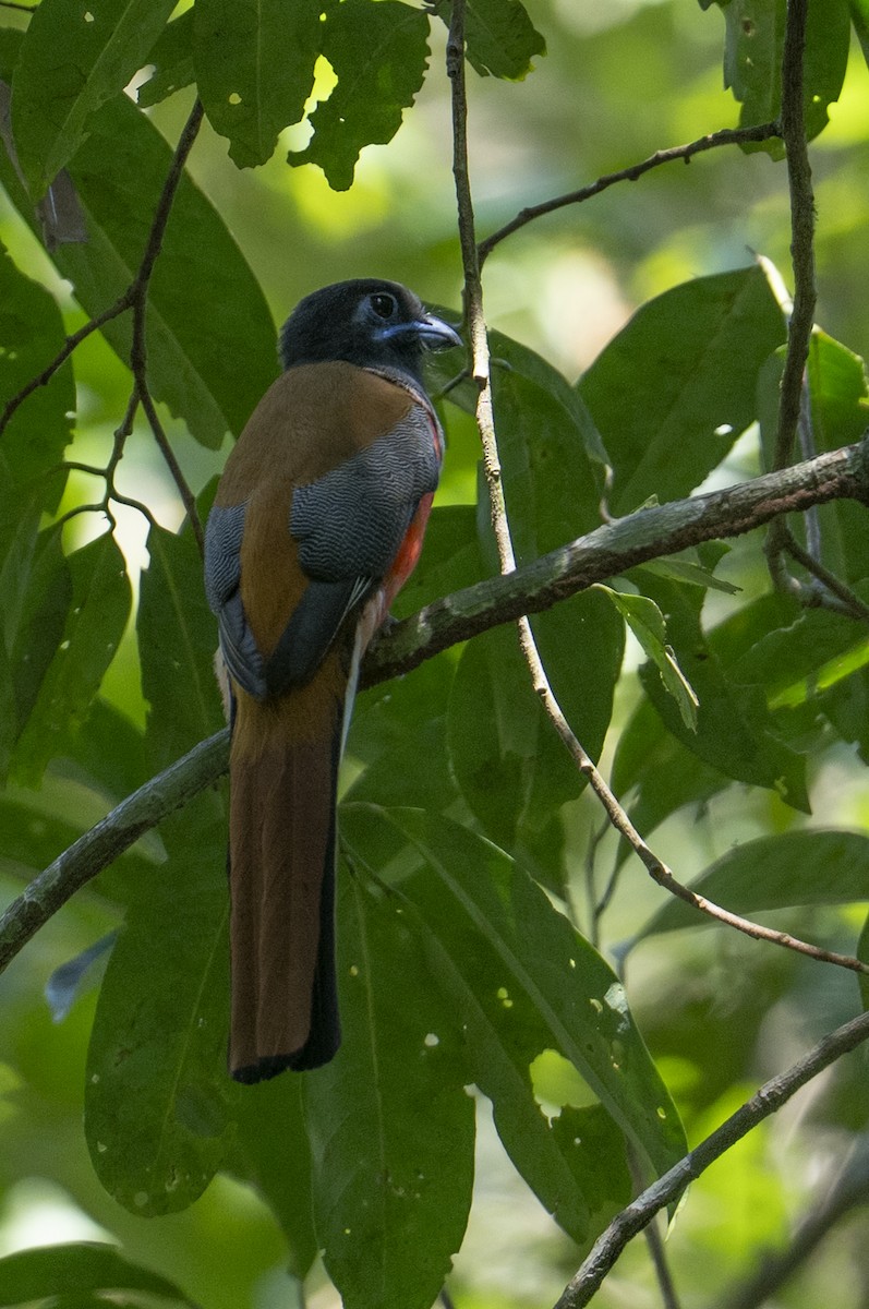 Trogon de Malabar - ML645716526