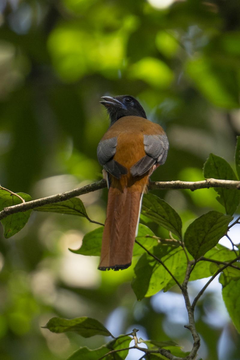 Trogon de Malabar - ML645716527