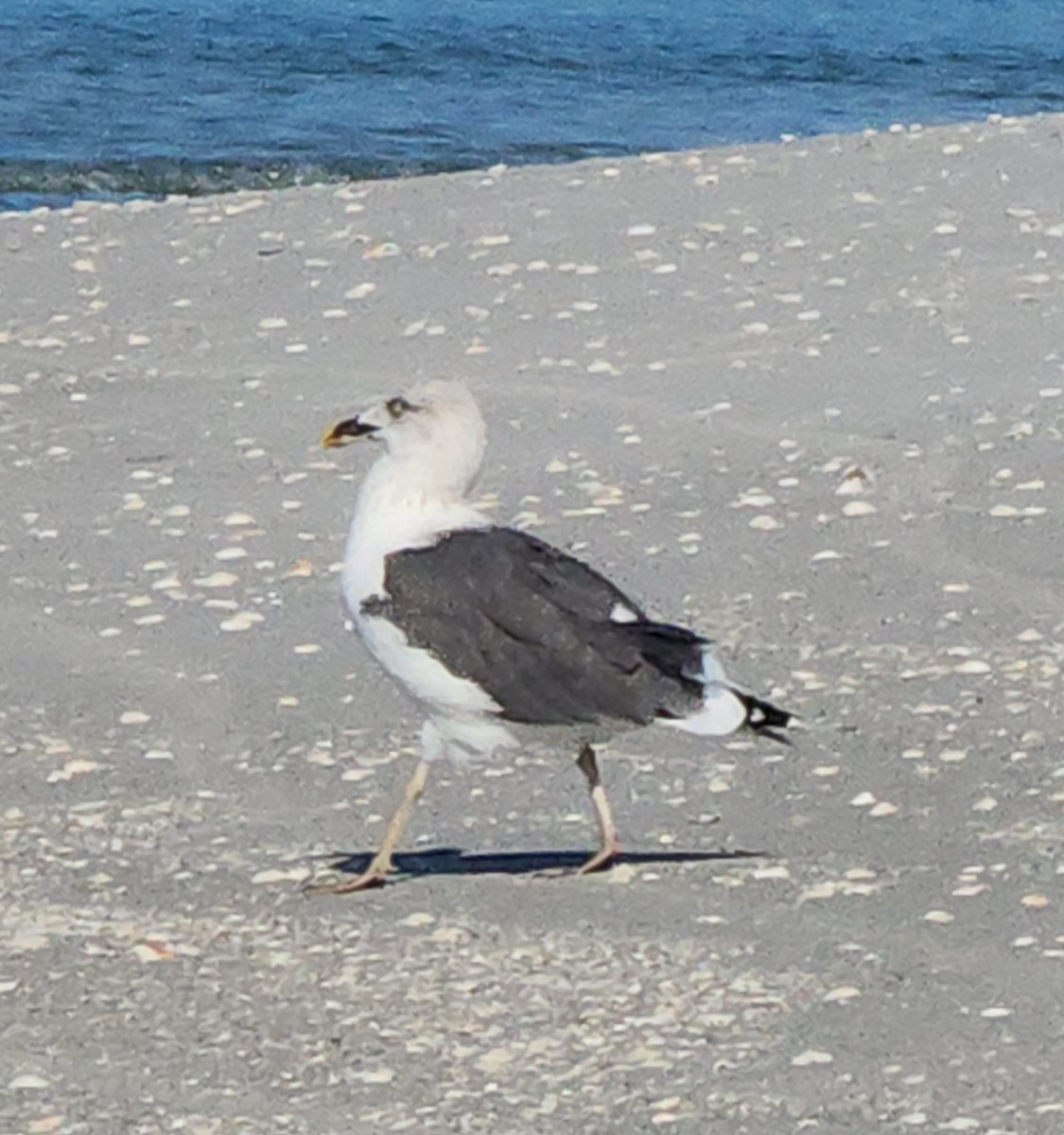 Lesser Black-backed Gull - ML645716529