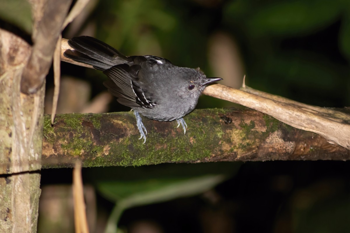 Parker's Antbird - ML645716534