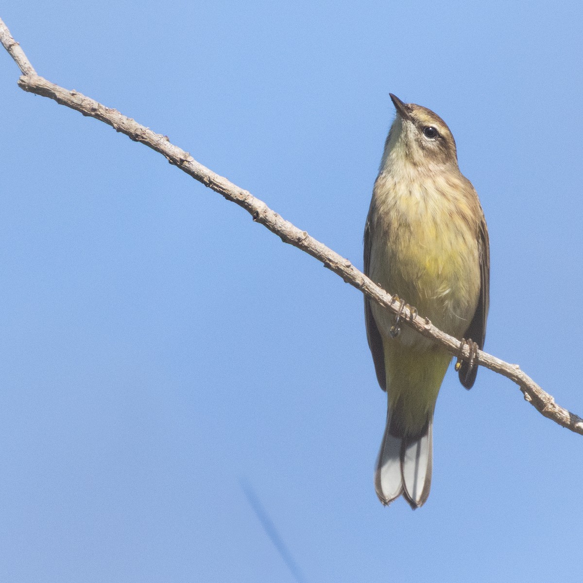 Palm Warbler - ML645716538