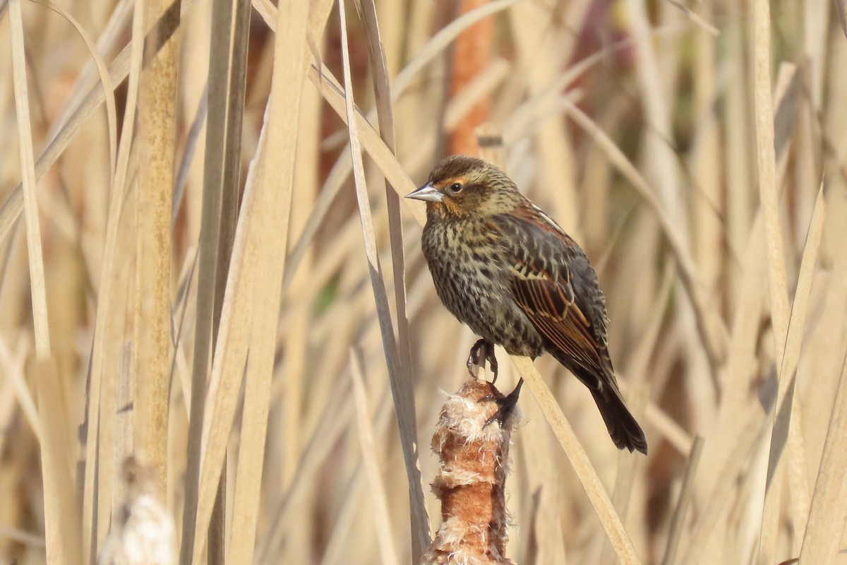 vlhovec červenokřídlý - ML645716539