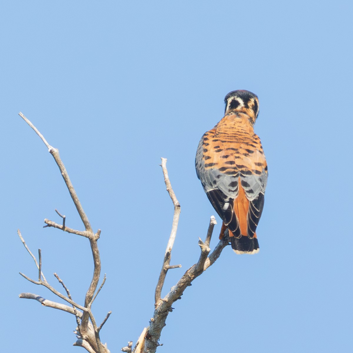 American Kestrel - ML645716543