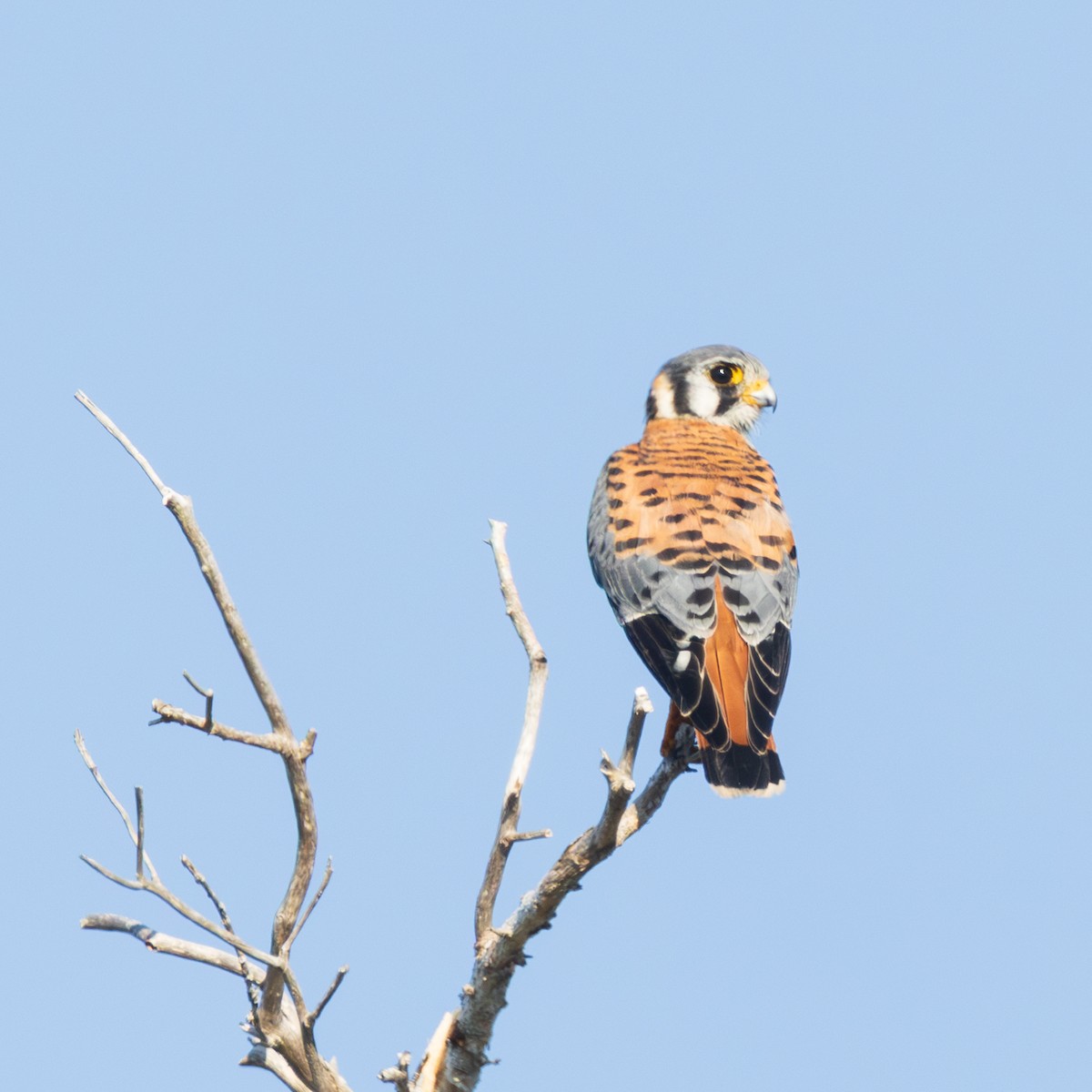 American Kestrel - ML645716544