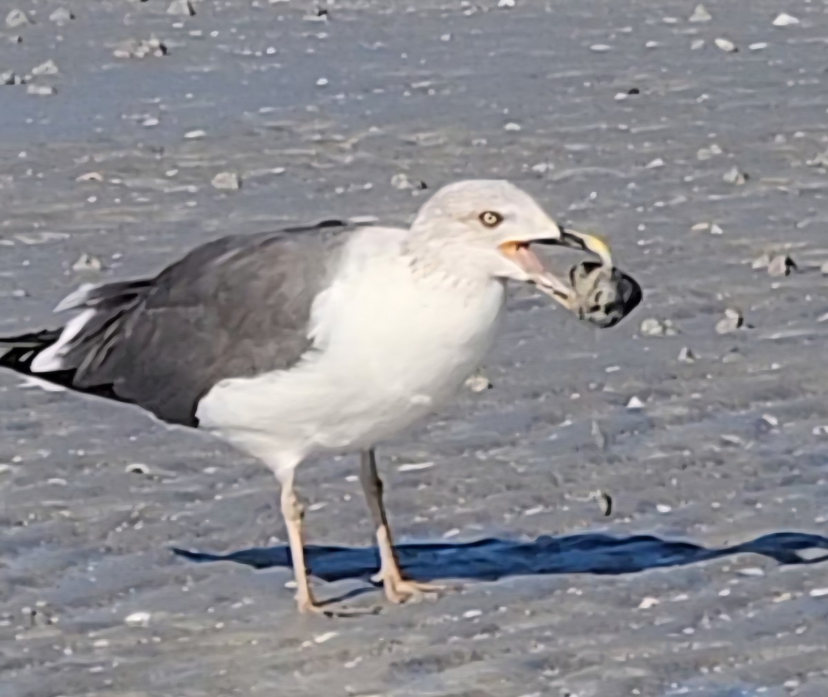 Lesser Black-backed Gull - ML645716550