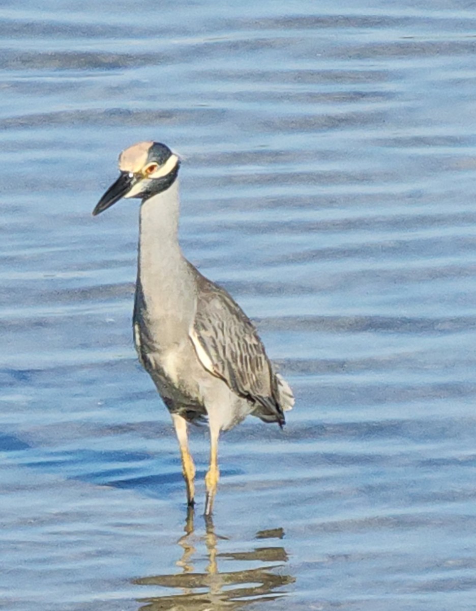 Sarı Tepeli Gece Balıkçılı - ML645716573