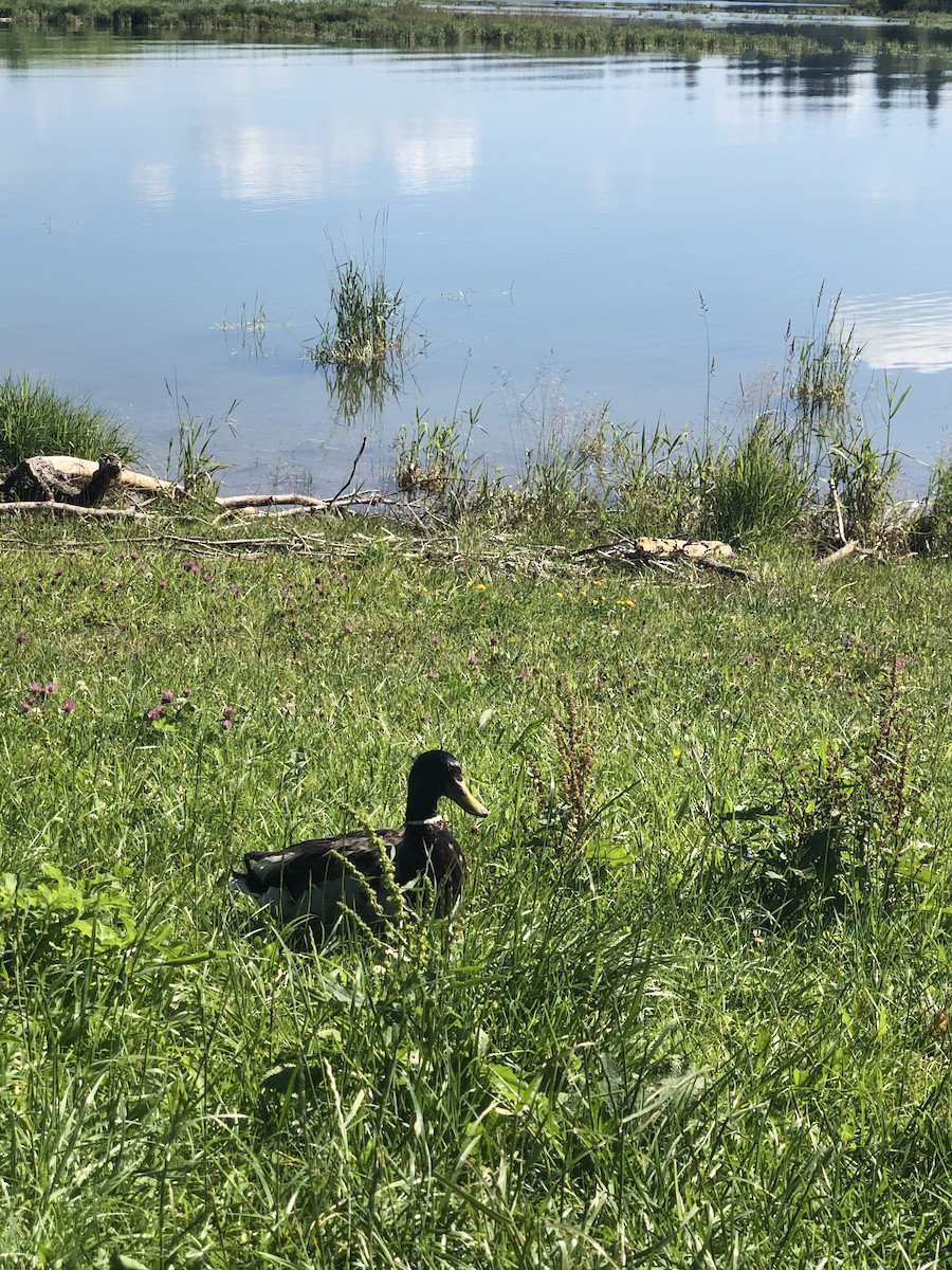 stokkand - ML645716574