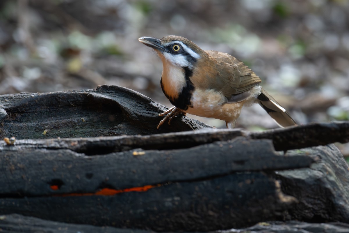 Lesser Necklaced Laughingthrush - ML645716582