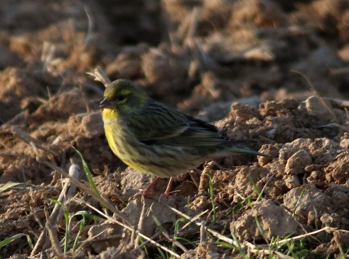 European Serin - ML645716588
