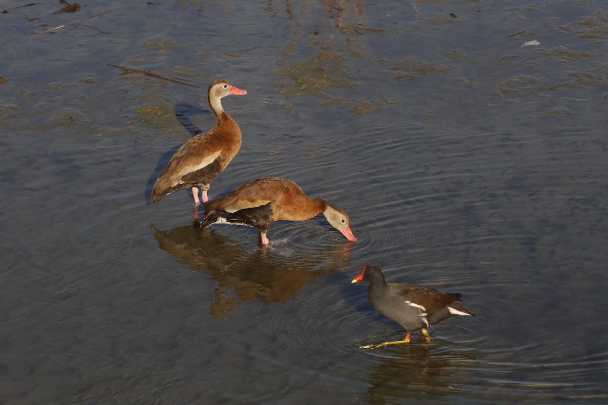 rødnebbplystreand - ML645716595