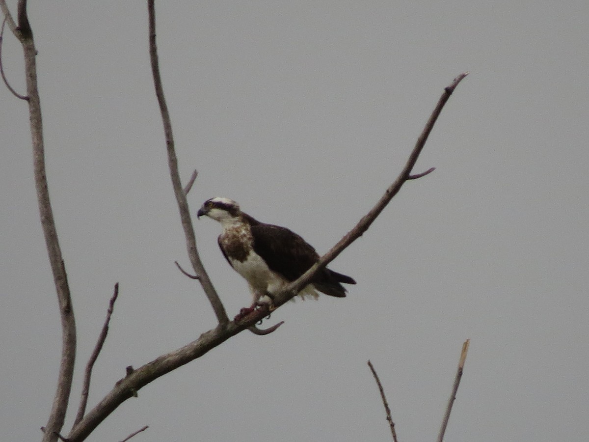 fiskeørn - ML645716598