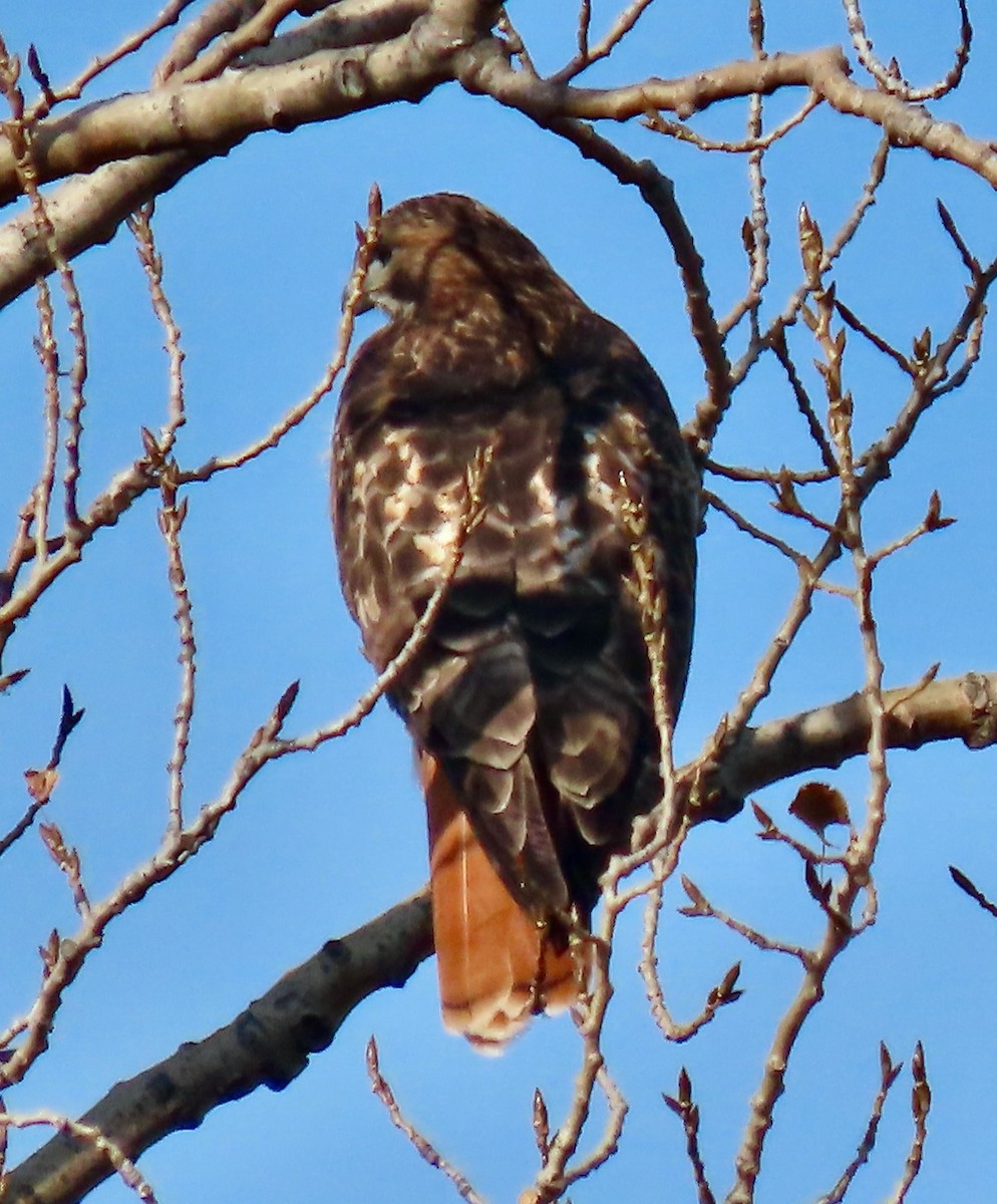 rødstjertvåk (borealis) - ML645716600