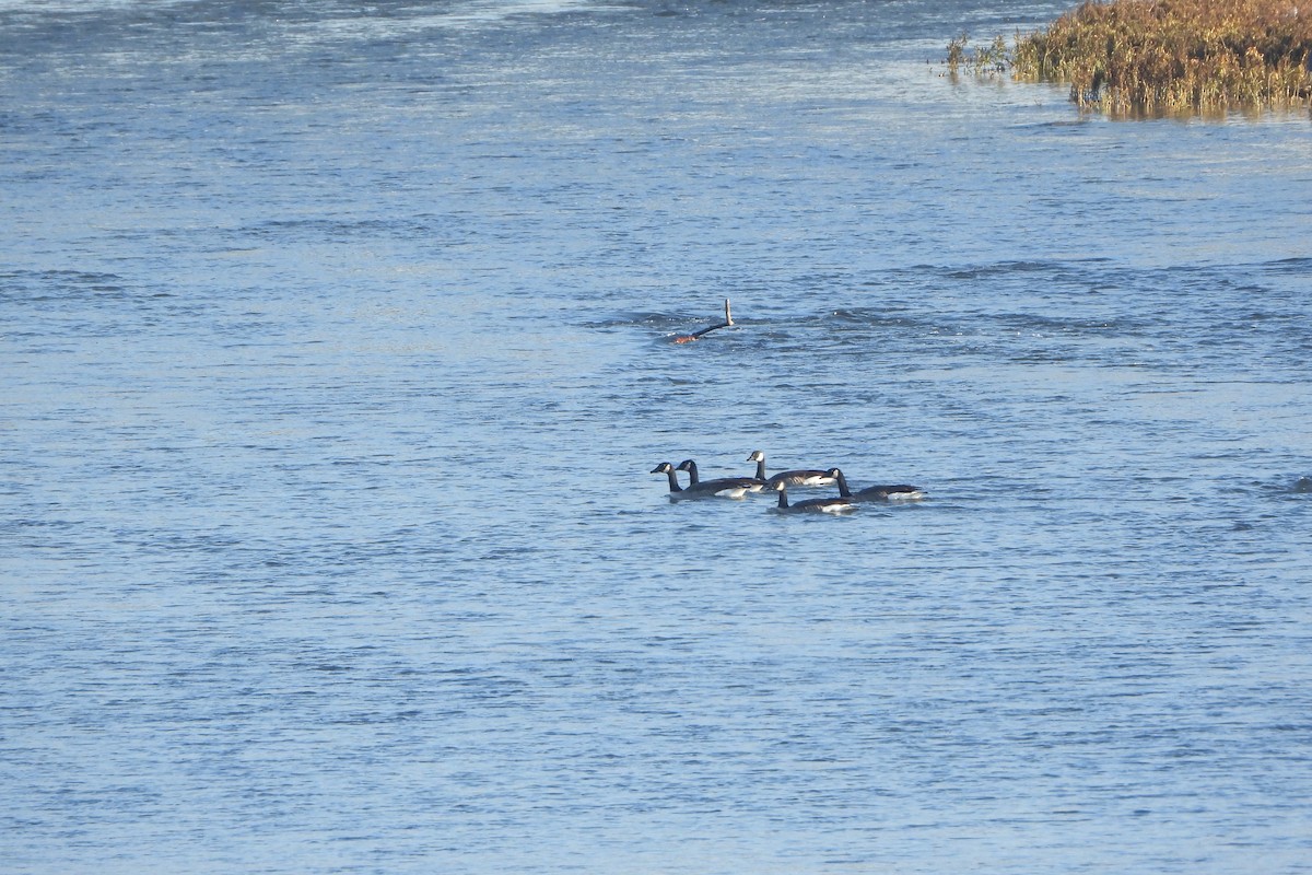 kanadagås - ML645716601