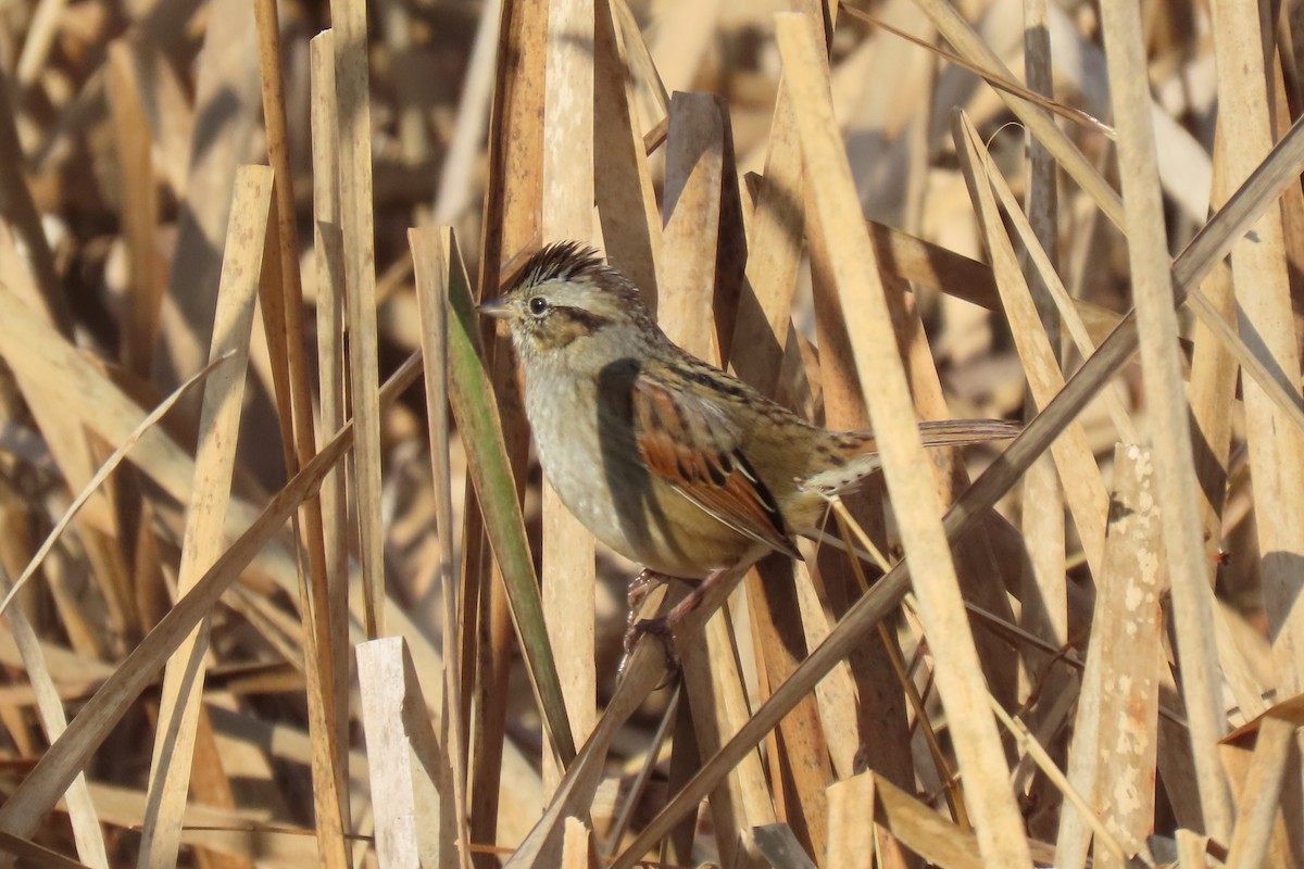 sumpspurv - ML645716603