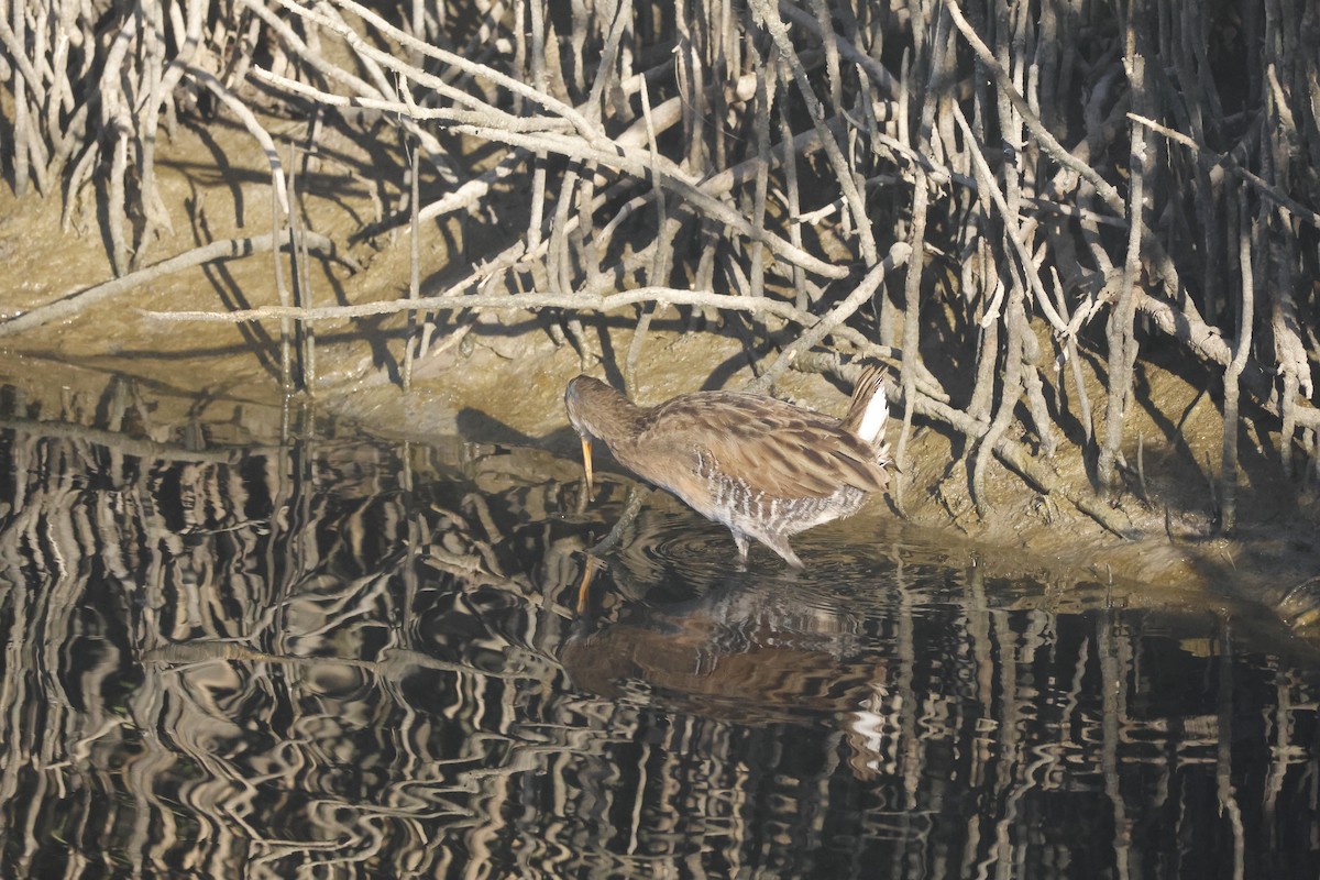 klaprerikse - ML645716604