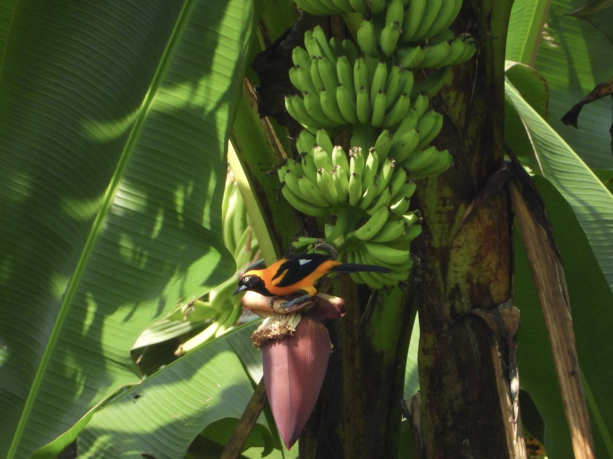 oransjeryggtrupial - ML645716606