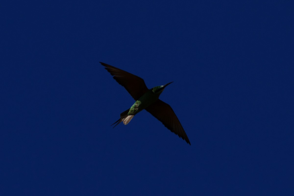 blåkinnbieter - ML645716608