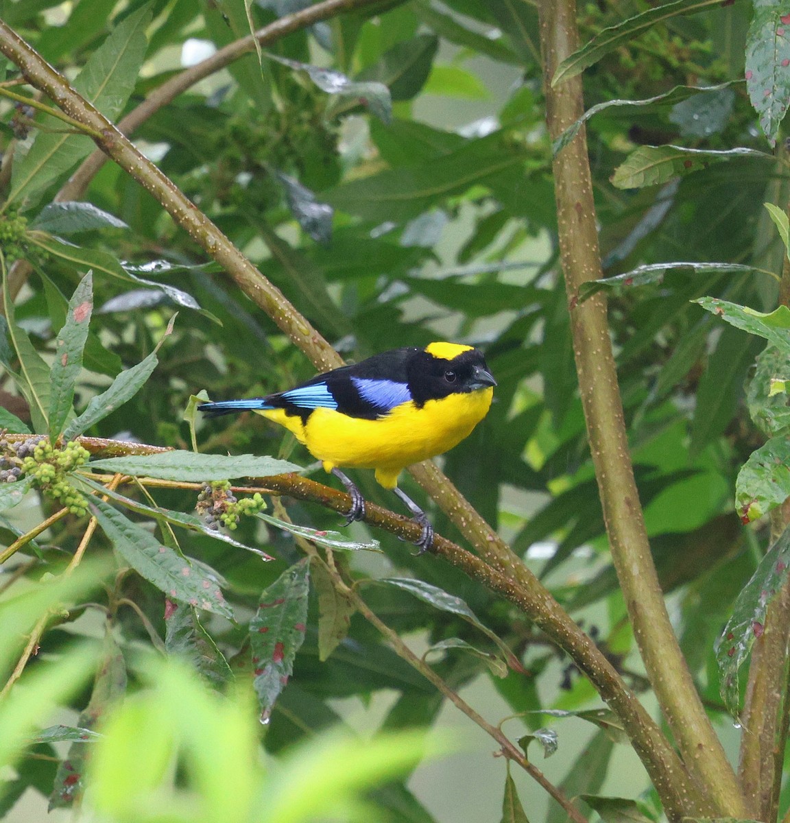 blåvingetanagar - ML645716609